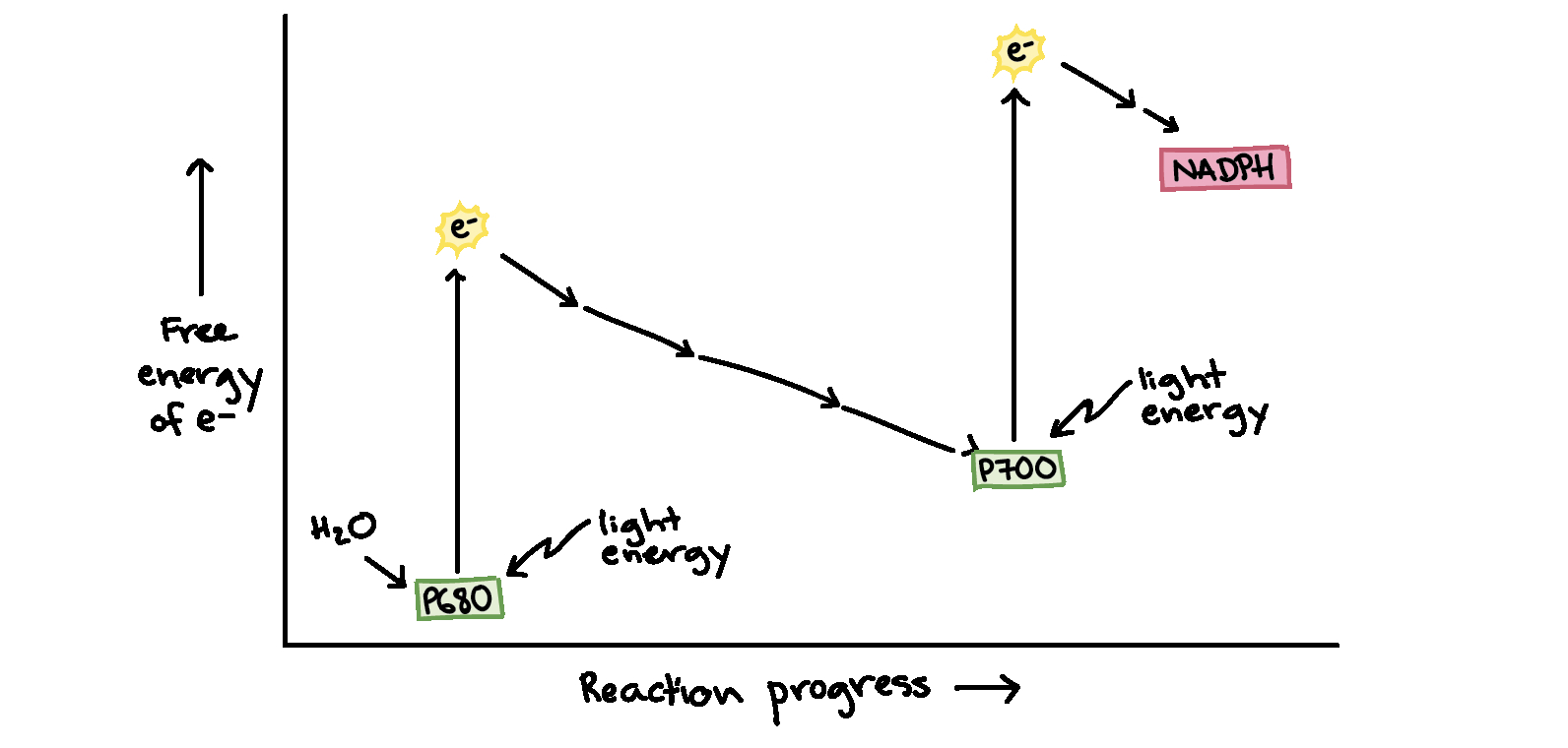 Diagram Of Photosynthesis Light Dependent Reactions Photosynthesis Reaction Article Khan