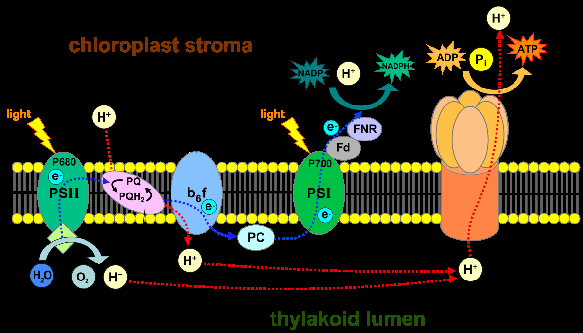 Diagram Of Photosynthesis Light Dependent Reactions Wikipedia