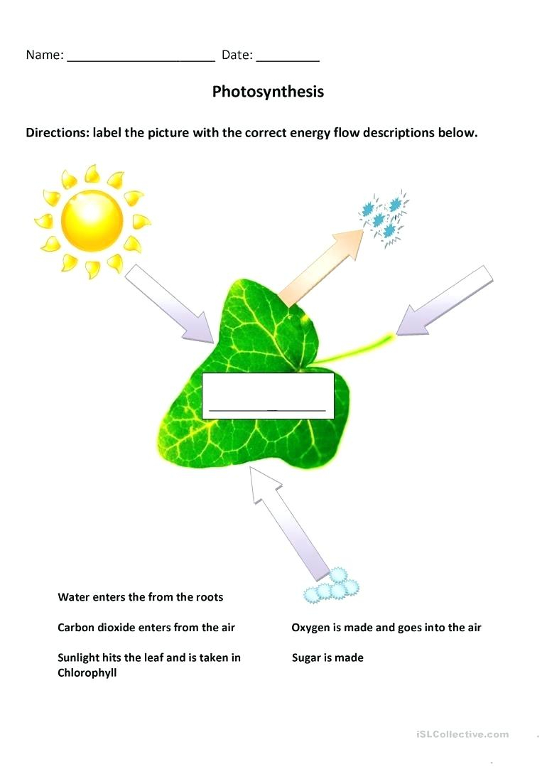 Diagram Of Photosynthesis Photosynthesis Coloring Pages Worksheets Oneupcolorco