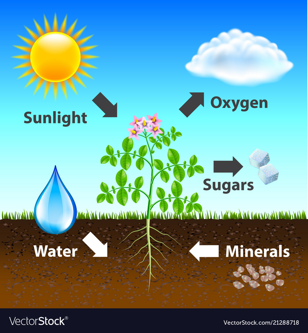 Diagram Of Photosynthesis Photosynthesis Diagram Background