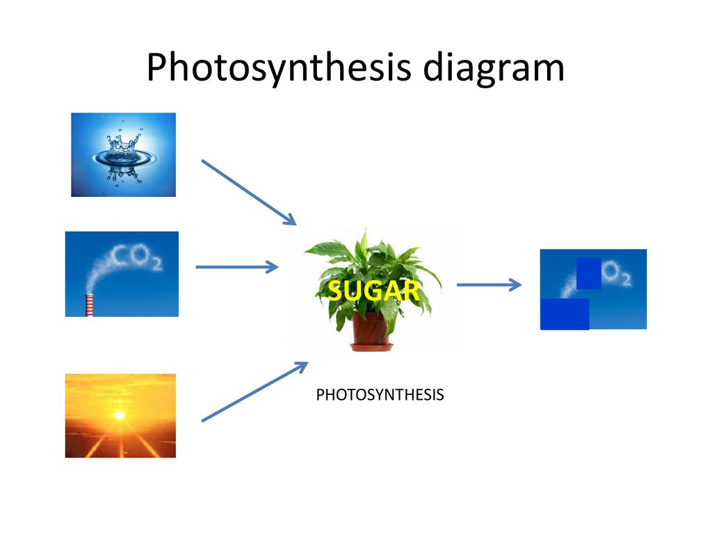 Diagram Of Photosynthesis Photosynthesis Diagram Ppt Download