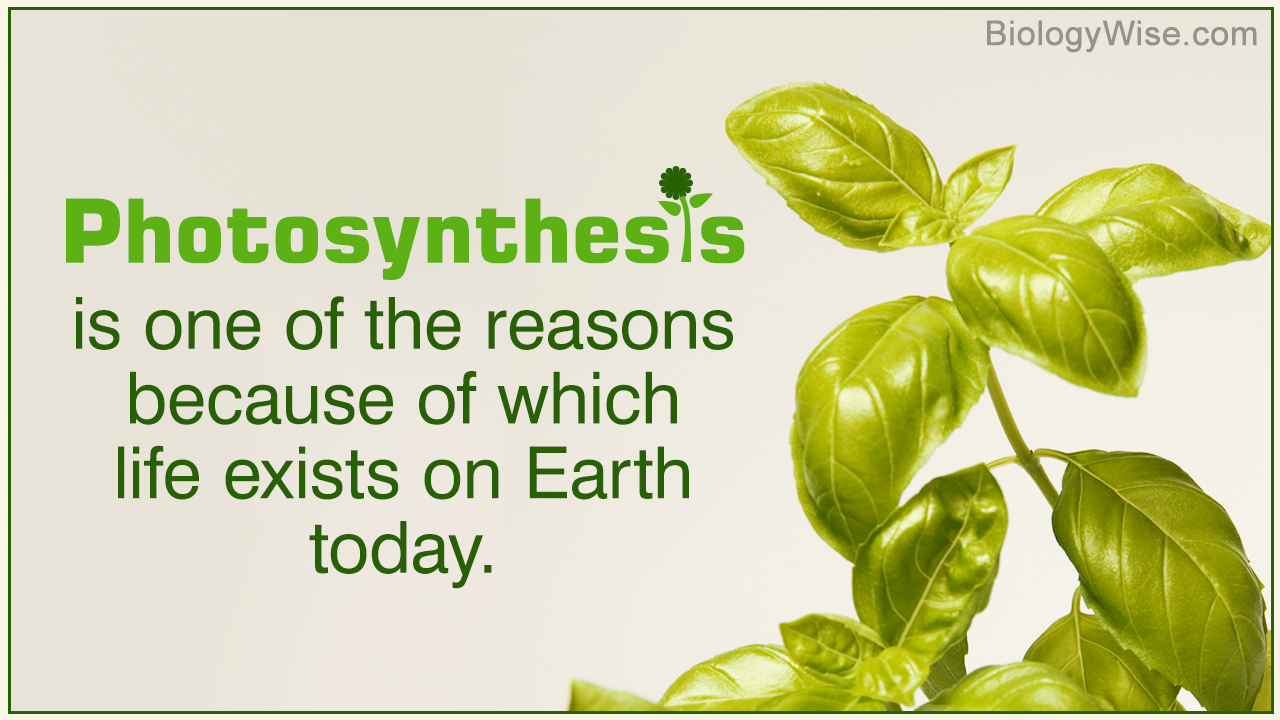 Diagram Of Photosynthesis Photosynthesis Explained With A Diagram