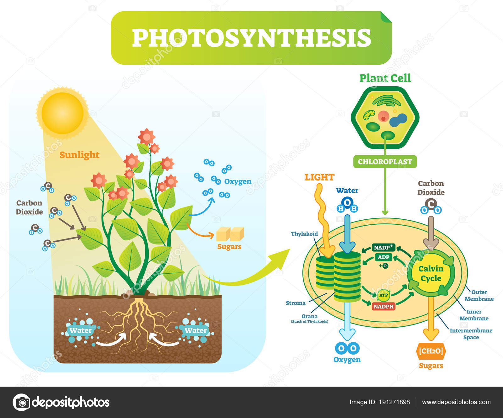 Diagram Of Photosynthesis Photosynthesis Picture Diagram Photosynthesis Biological Vector
