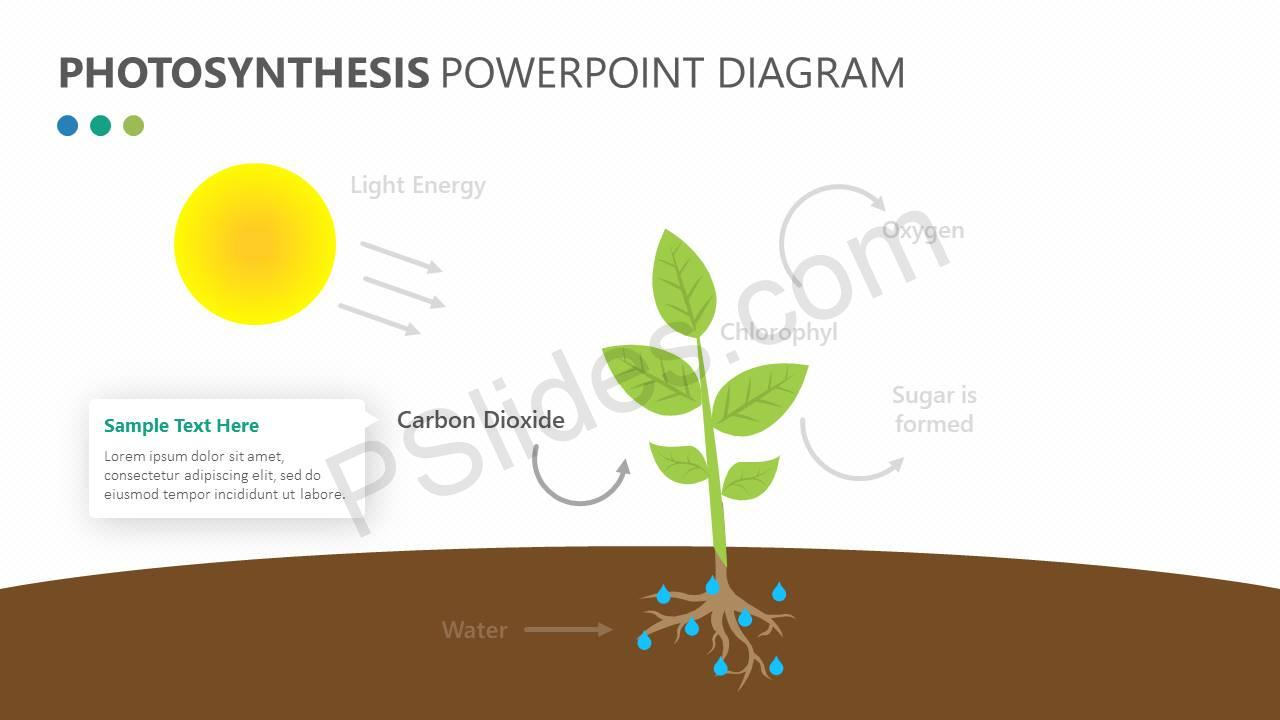 Diagram Of Photosynthesis Photosynthesis Powerpoint Diagram Pslides