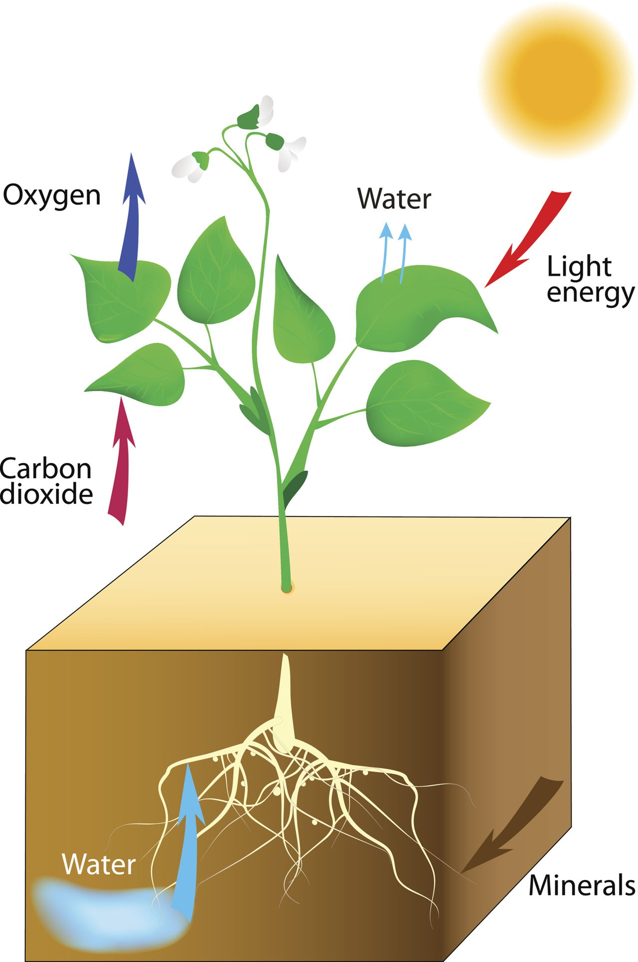 Diagram Of Photosynthesis Photosynthesis Process For Kids Simplified For Easy Understanding
