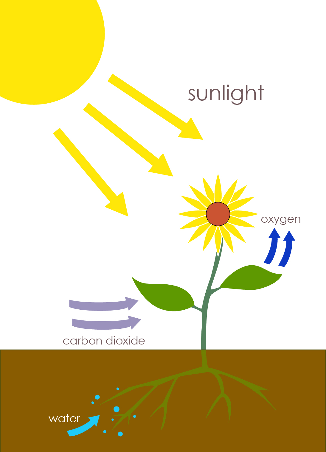 Diagram Of Photosynthesis Photosynthesis Simple English Wikipedia The Free Encyclopedia