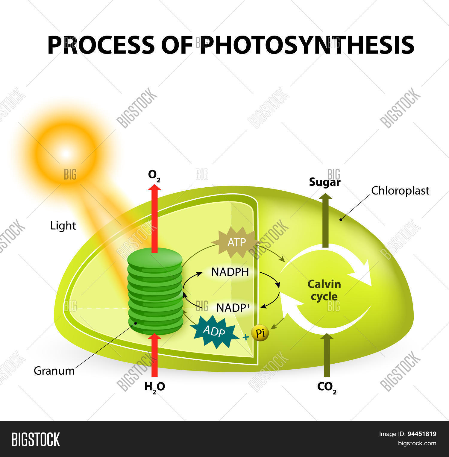 Diagram Of Photosynthesis Photosynthesis Vector Photo Free Trial Bigstock