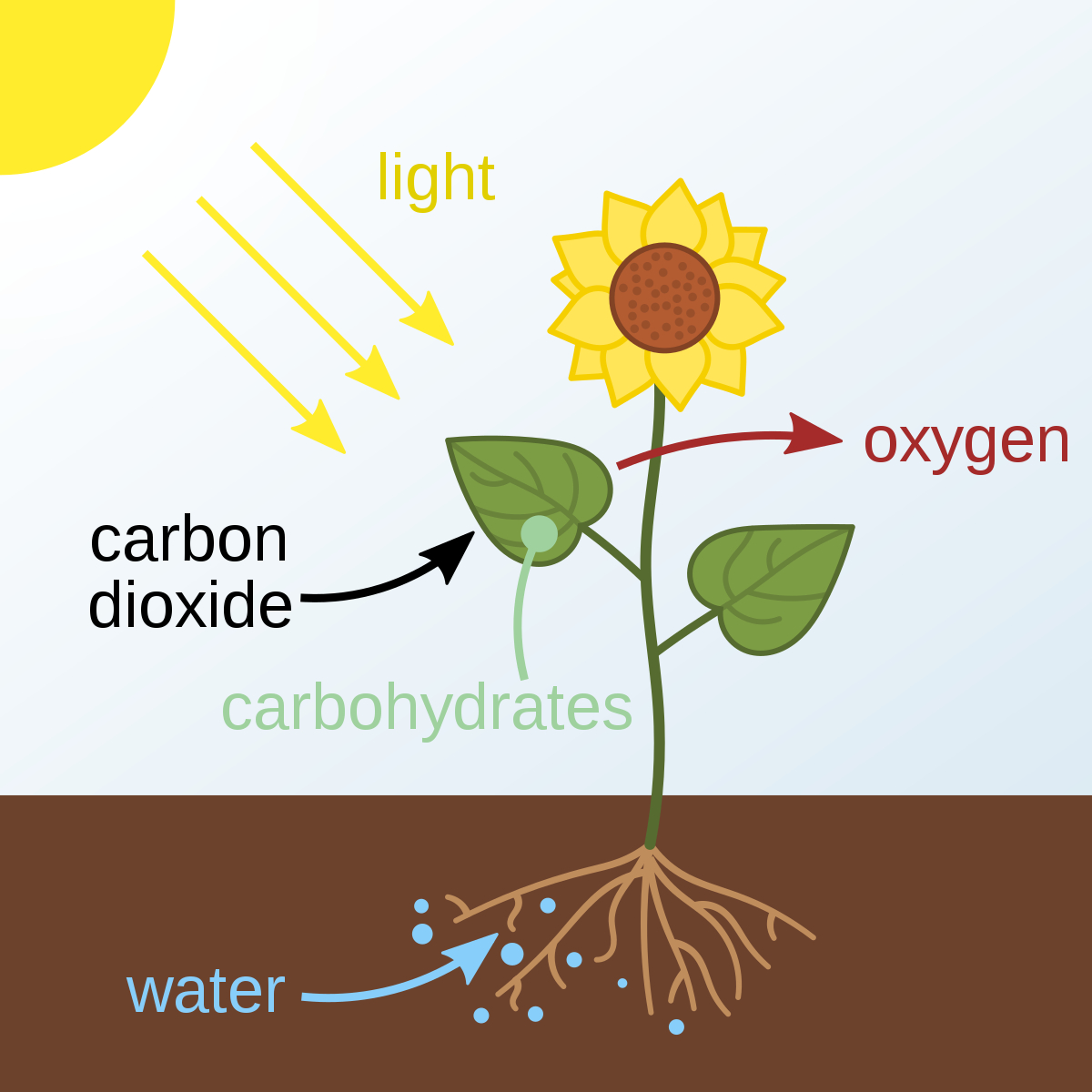 Diagram Of Photosynthesis Photosynthesis Wikipedia