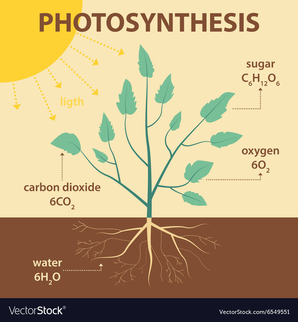 Diagram Of Photosynthesis Schematic Diagram Photosynthesis Plant