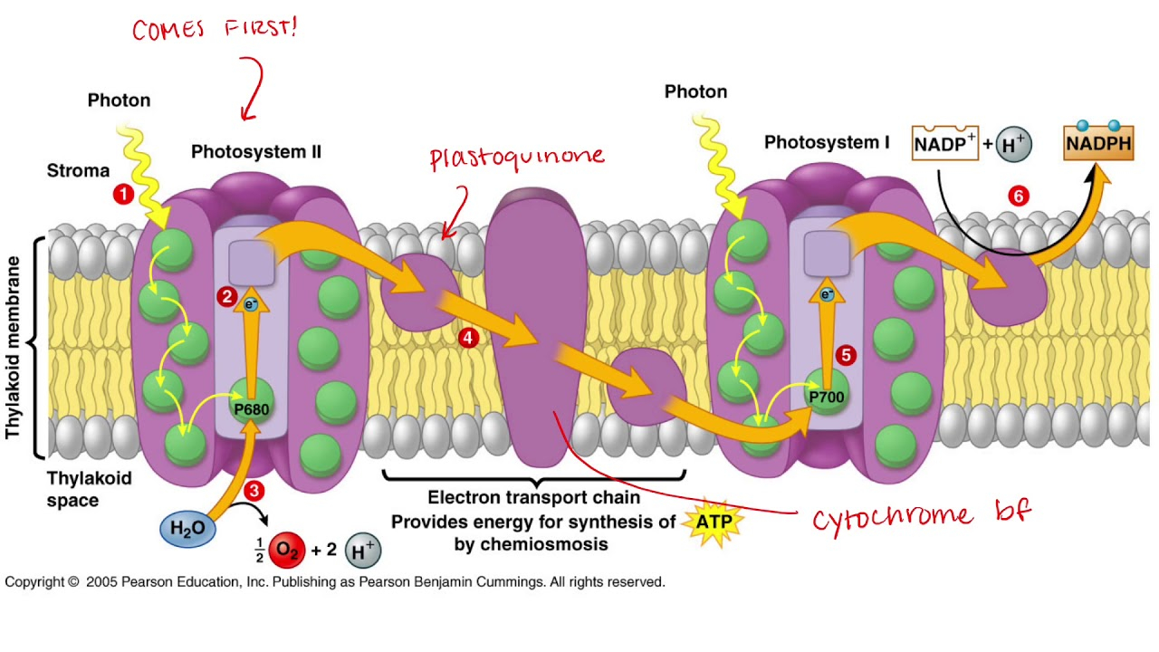 Diagram Of Photosynthesis Z Diagram Of Photosynthesis