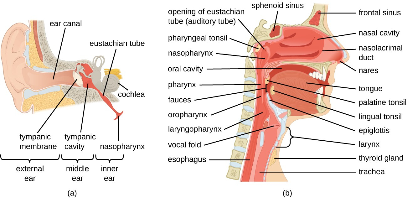 Diagram Of Respiratory System Anatomy And Normal Microbiota Of The Respiratory Tract Microbiology