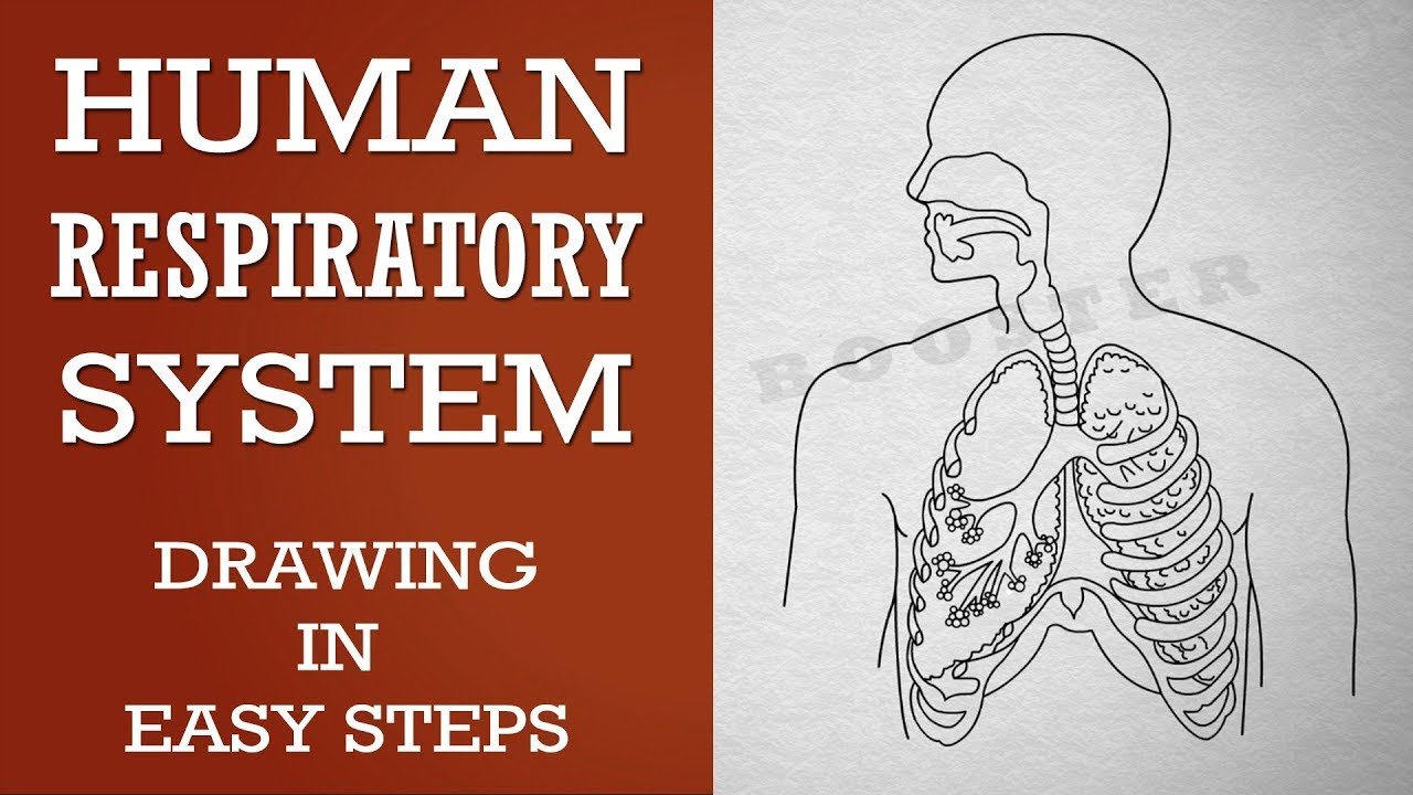 Diagram Of Respiratory System How To Draw Human Respiratory System In Easy Steps 10th Biology Science Cbse Ncert Class 10