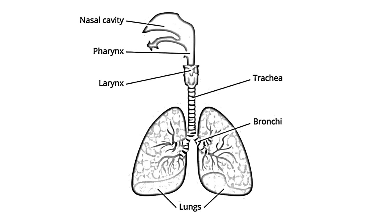 Diagram Of Respiratory System How To Draw Human Respiratory Systemrespiratory Systemdraw Labelled Diagram Of Respiratory System