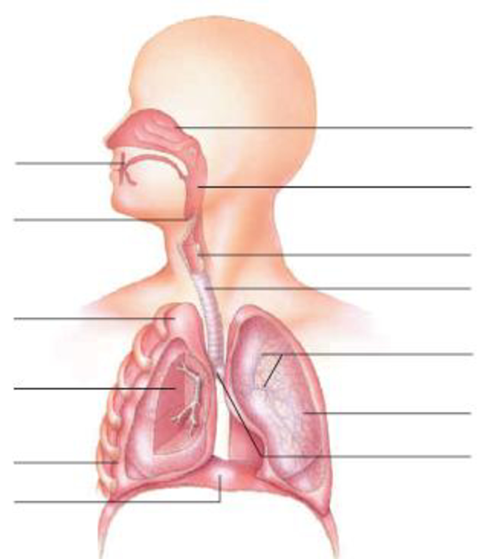 Diagram Of Respiratory System In The Diagram Below Label The Parts Of The Respiratory Bartle