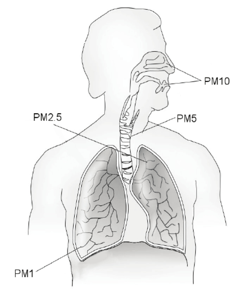 Diagram Of Respiratory System Pm Deposition In The Respiratory System The Major Conduit For The