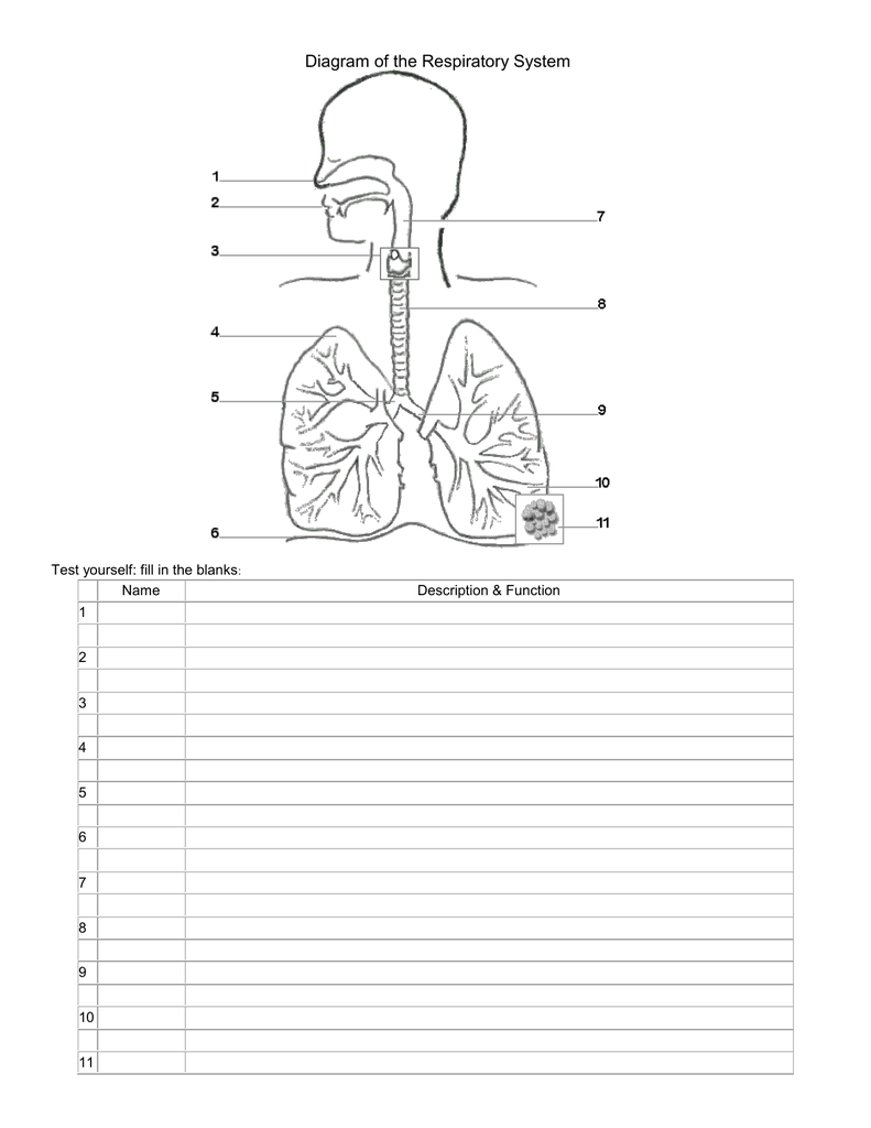 Diagram Of Respiratory System Printable Blackline Diagram Of The Respiratory System