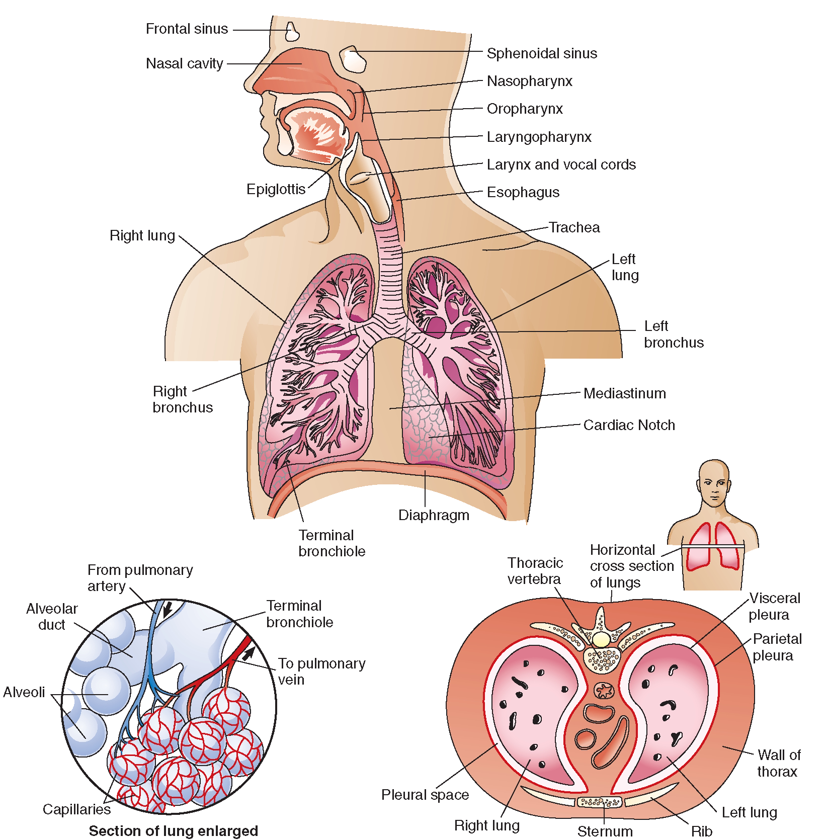 Diagram Of Respiratory System Respiratory System Diagram Unmasa Dalha