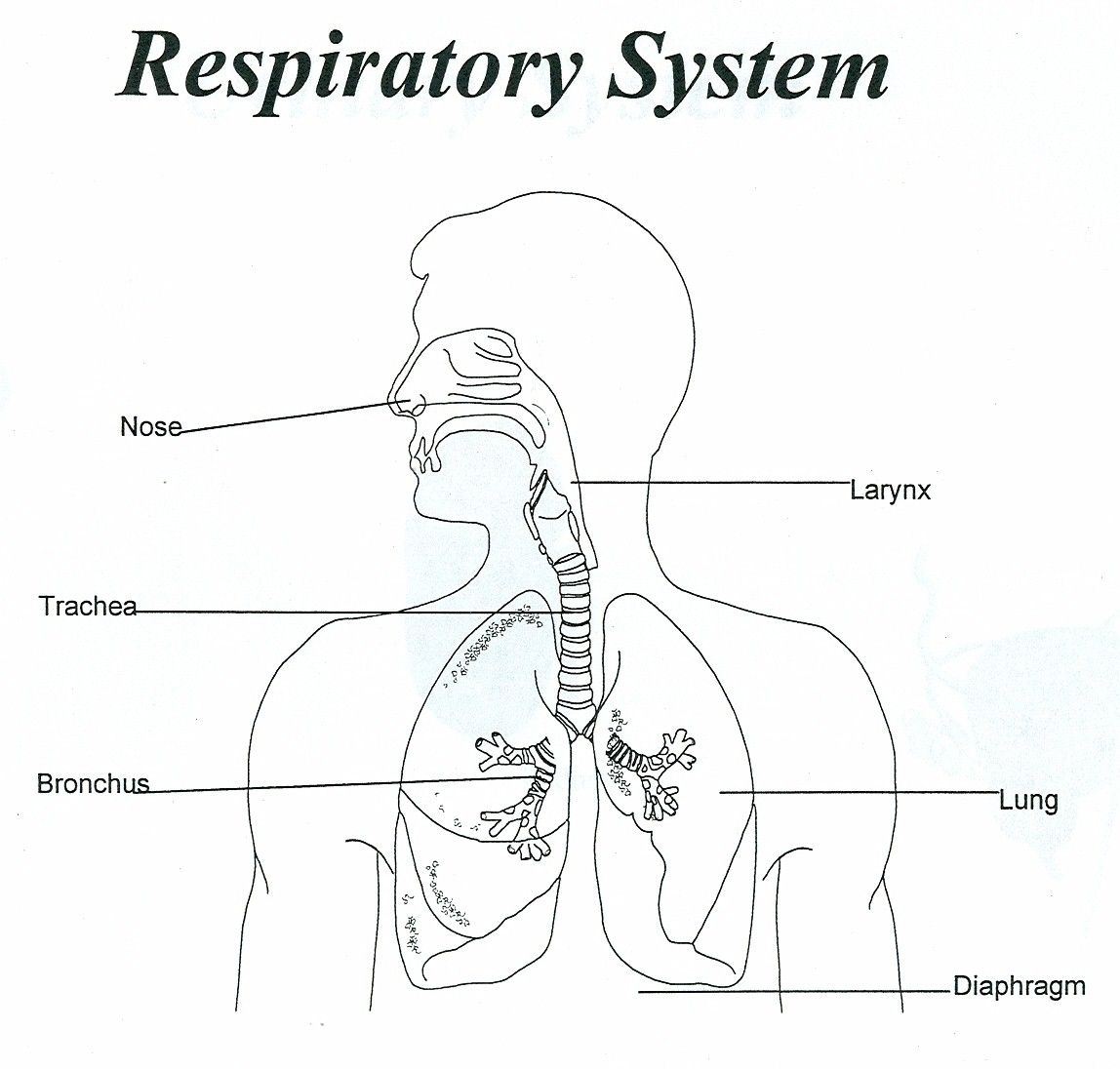 Diagram Of Respiratory System Respiratory System Unlabeled Human Anatomy Diagram Coloring Home