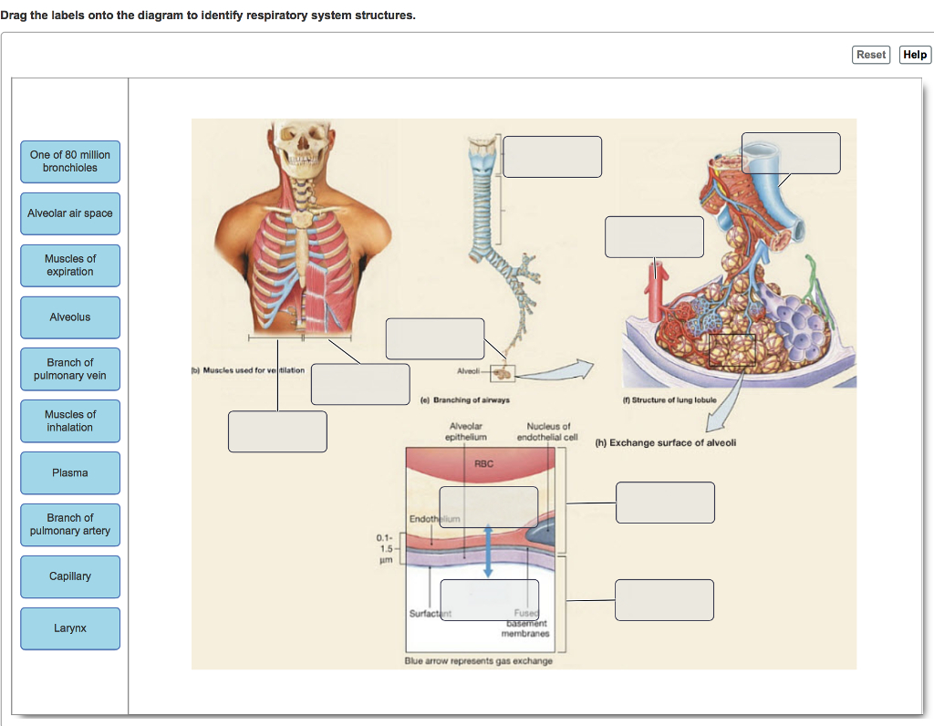 Diagram Of Respiratory System Solved Drag The Labels Onto The Diagram To Identify Respi