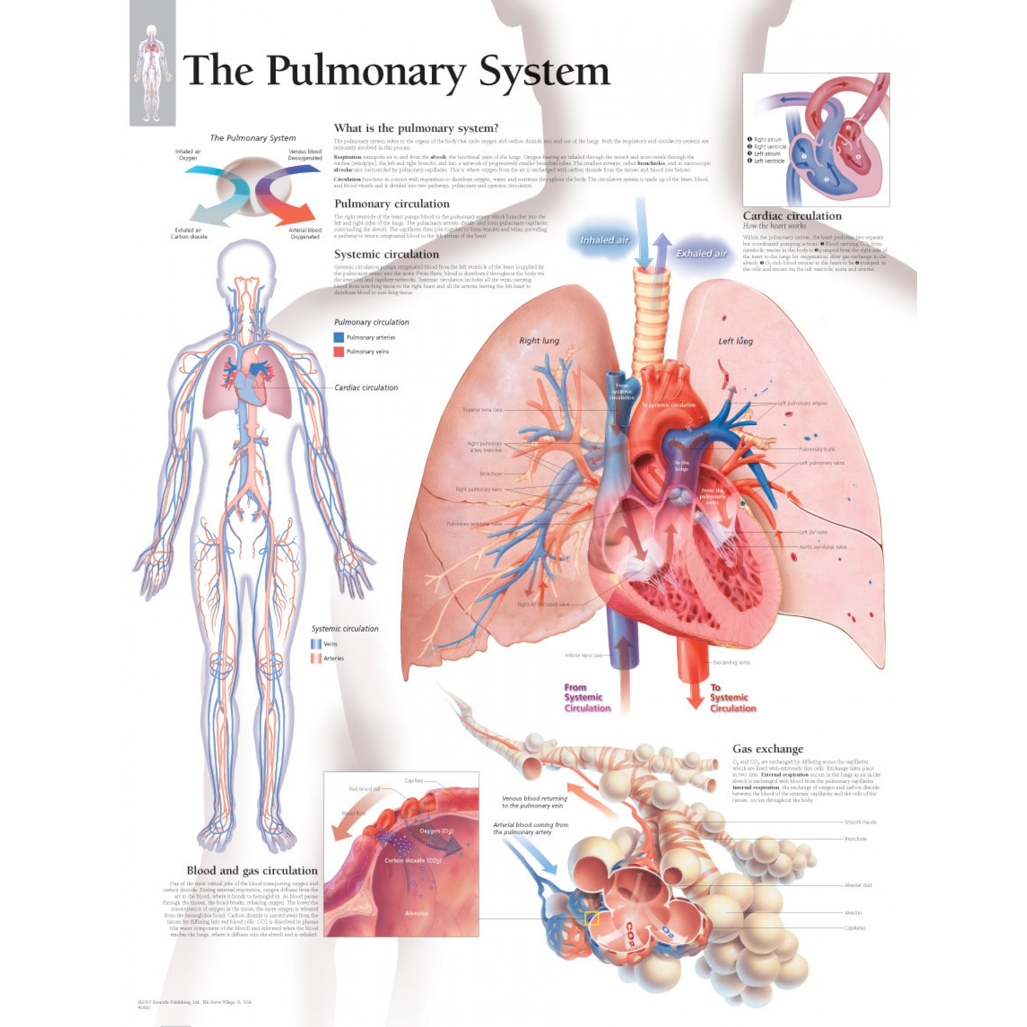 Diagram Of Respiratory System The Pulmonary System Chart