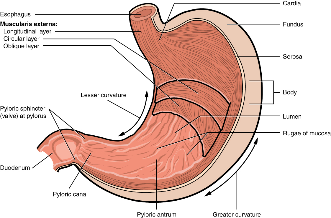 Diagram Of Stomach 234 The Stomach Anatomy And Physiology