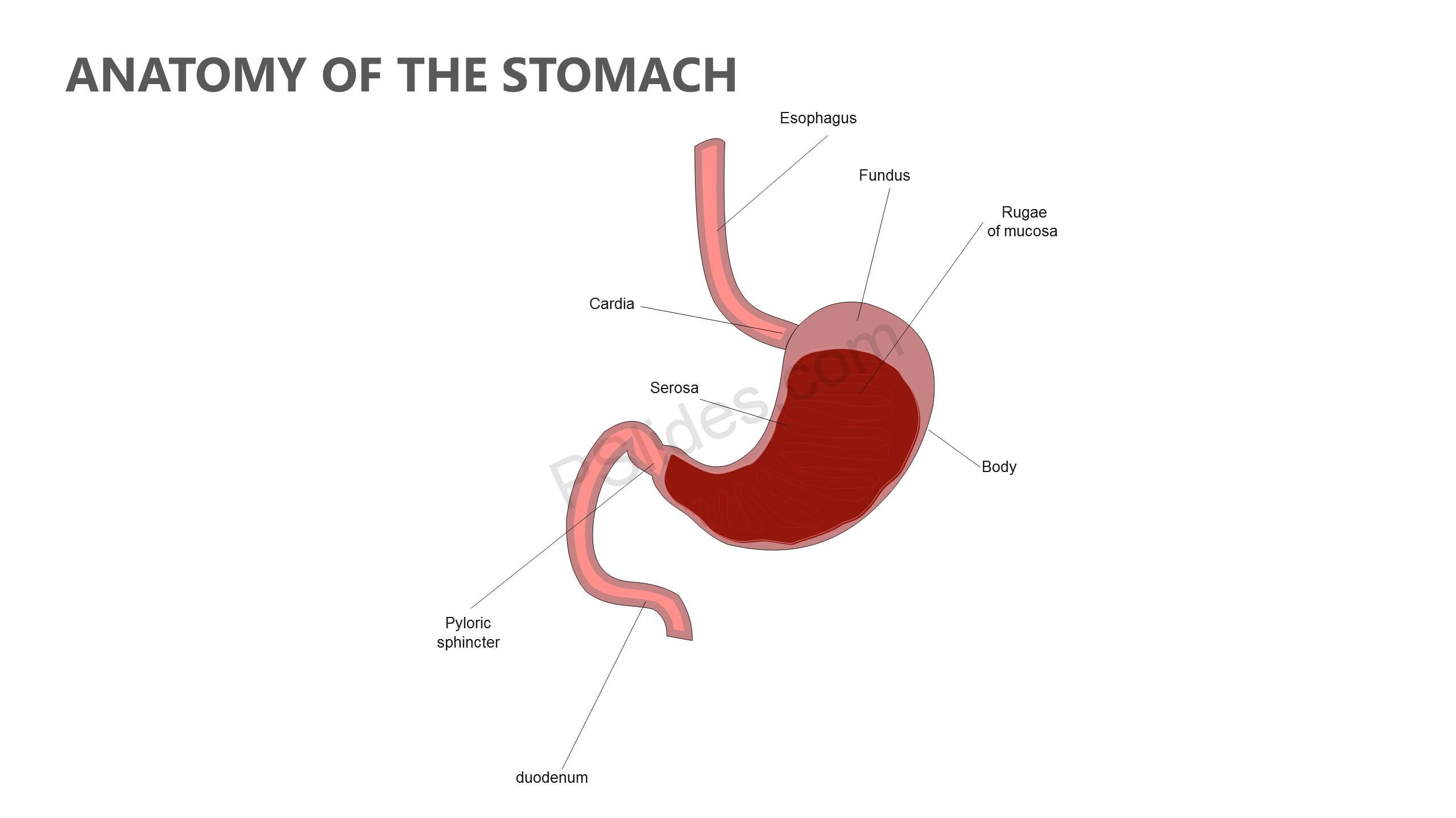 Diagram Of Stomach Anatomy Of The Stomach Powerpoint Diagram Pslides