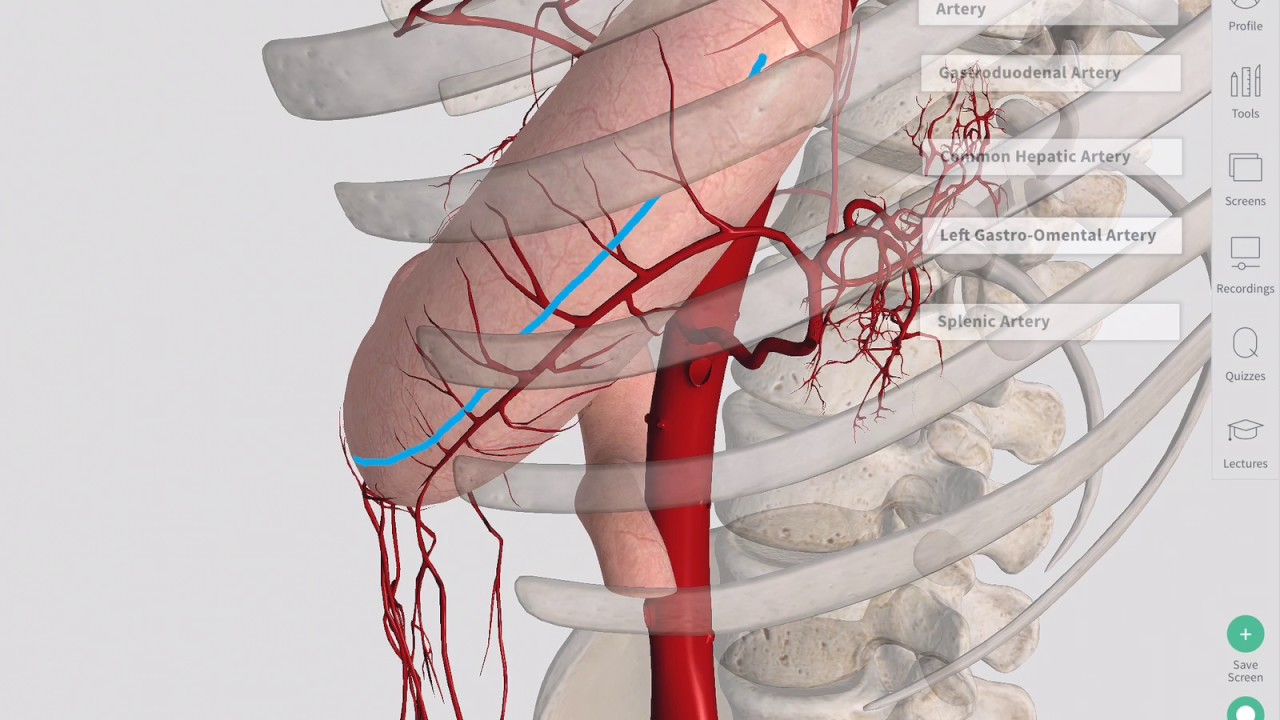 Diagram Of Stomach Blood Supply Of The Stomach Complete Anatomy