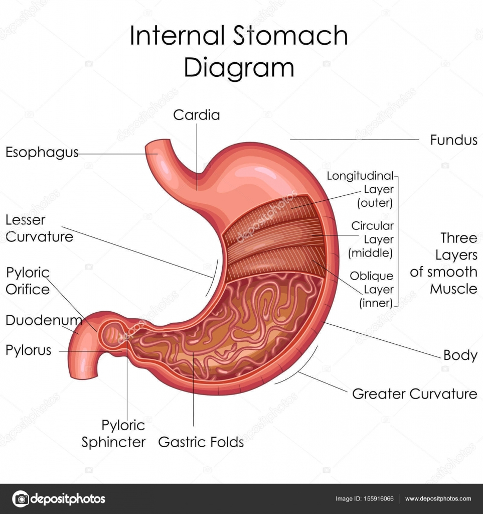 Diagram Of Stomach Medical Education Chart Of Biology For Stomach Diagram Stock