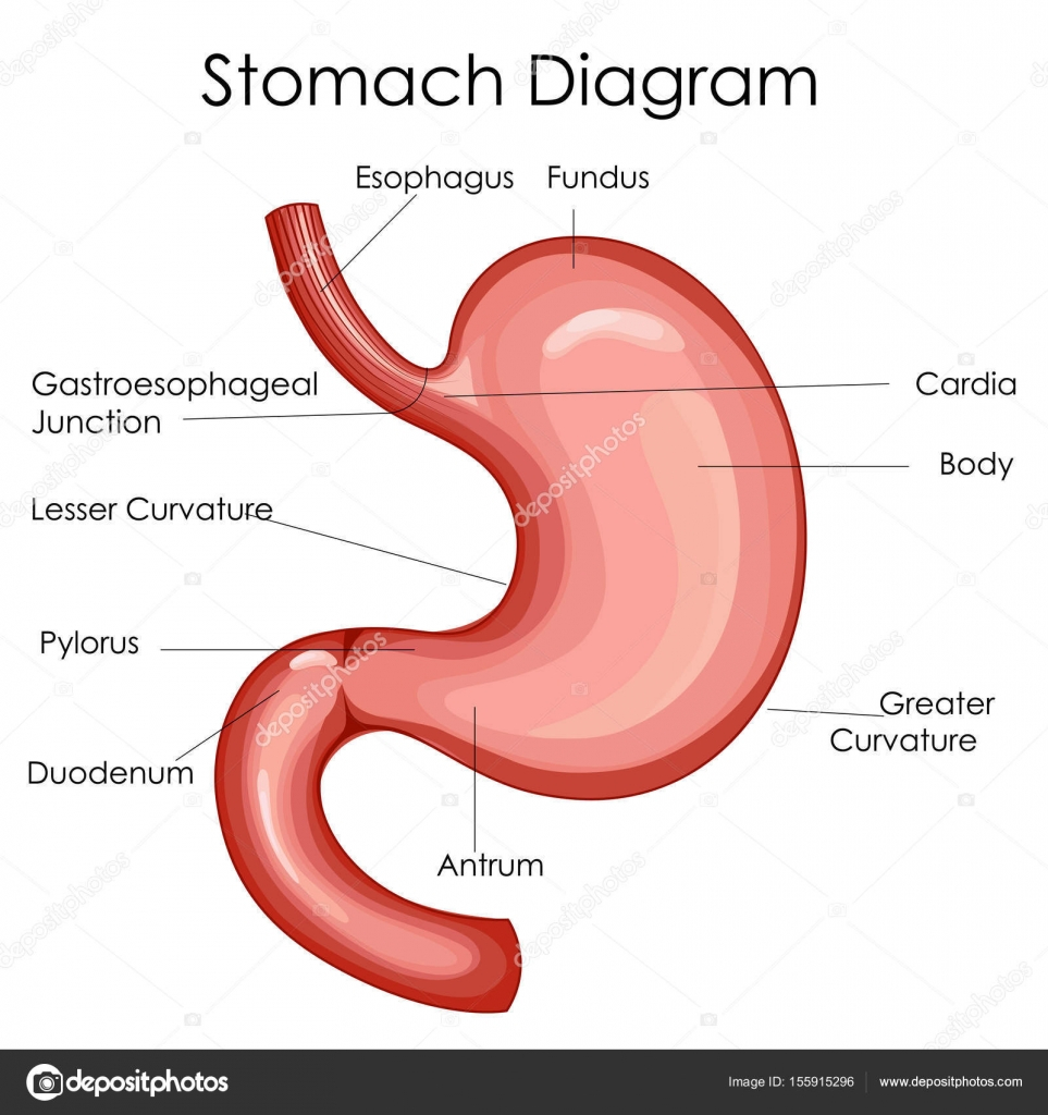 Diagram Of Stomach Medical Education Chart Of Biology For Stomach Diagram Stock