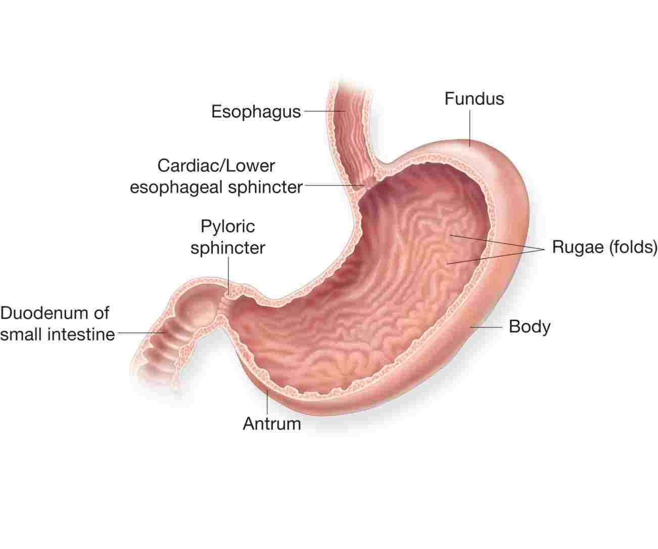 Diagram Of Stomach Stomach Diagram Human Body Diagram Of Anatomy