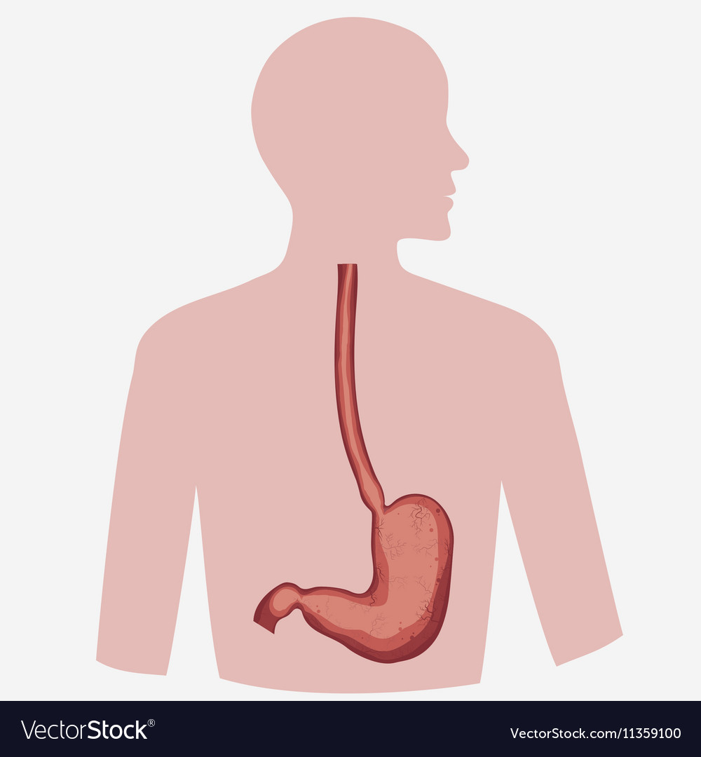 Diagram Of Stomach Stomach Image