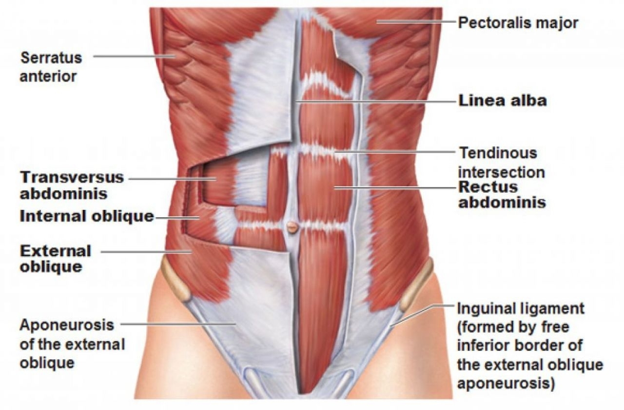 Diagram Of Stomach Stomach Muscle Diagram And Diagram Of Stomach Muscles Abdominal