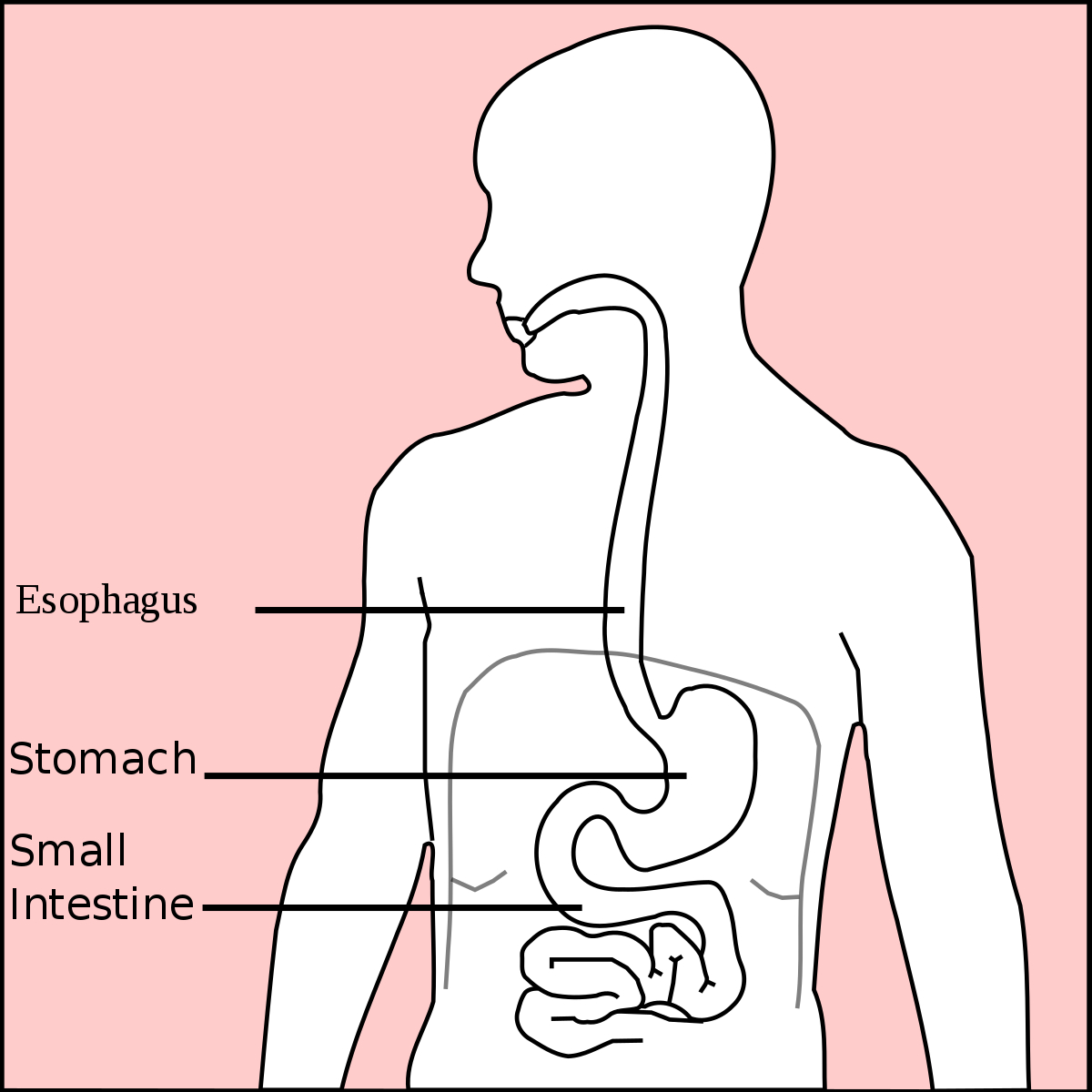 Diagram Of Stomach Stomach Wikipedia