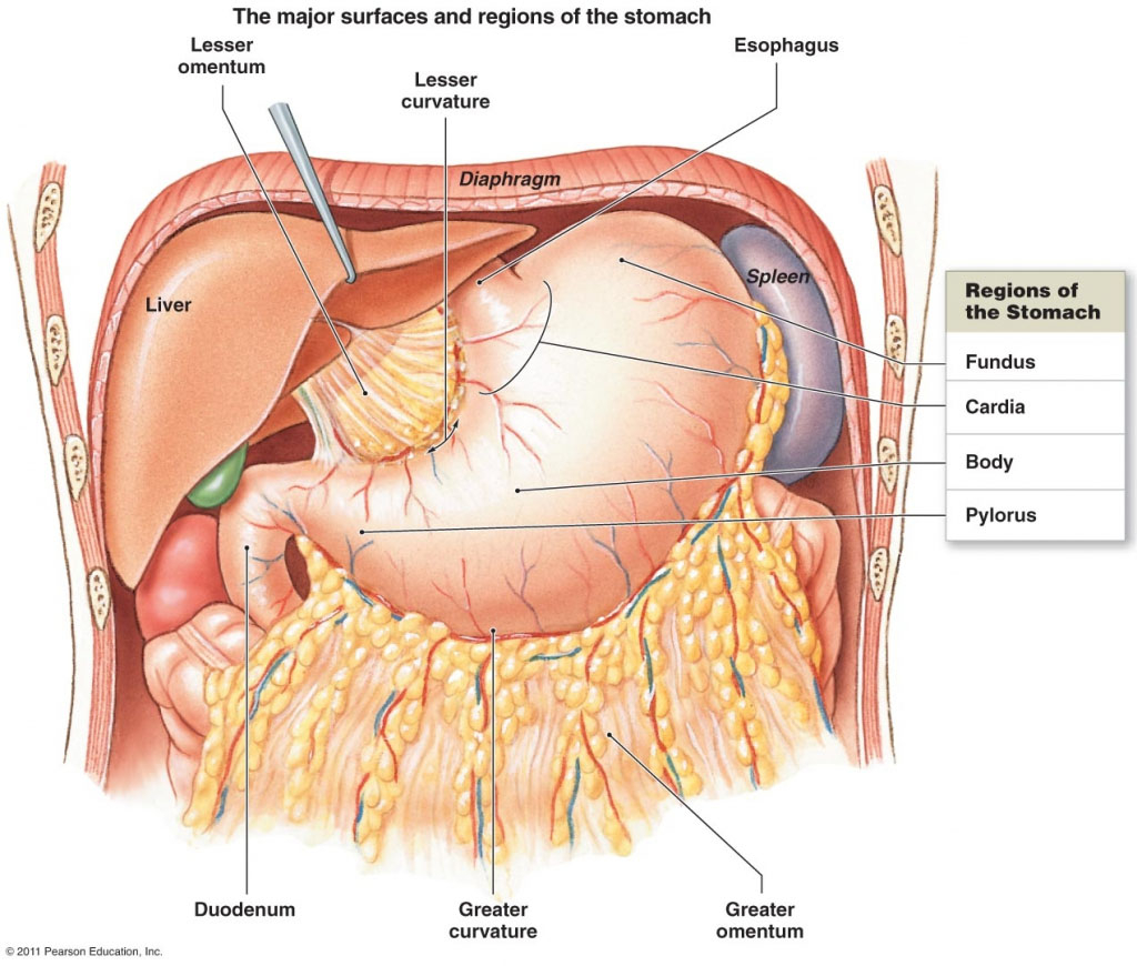 Diagram Of Stomach The Major Surfaces And Regions Of The Stomach Diagram