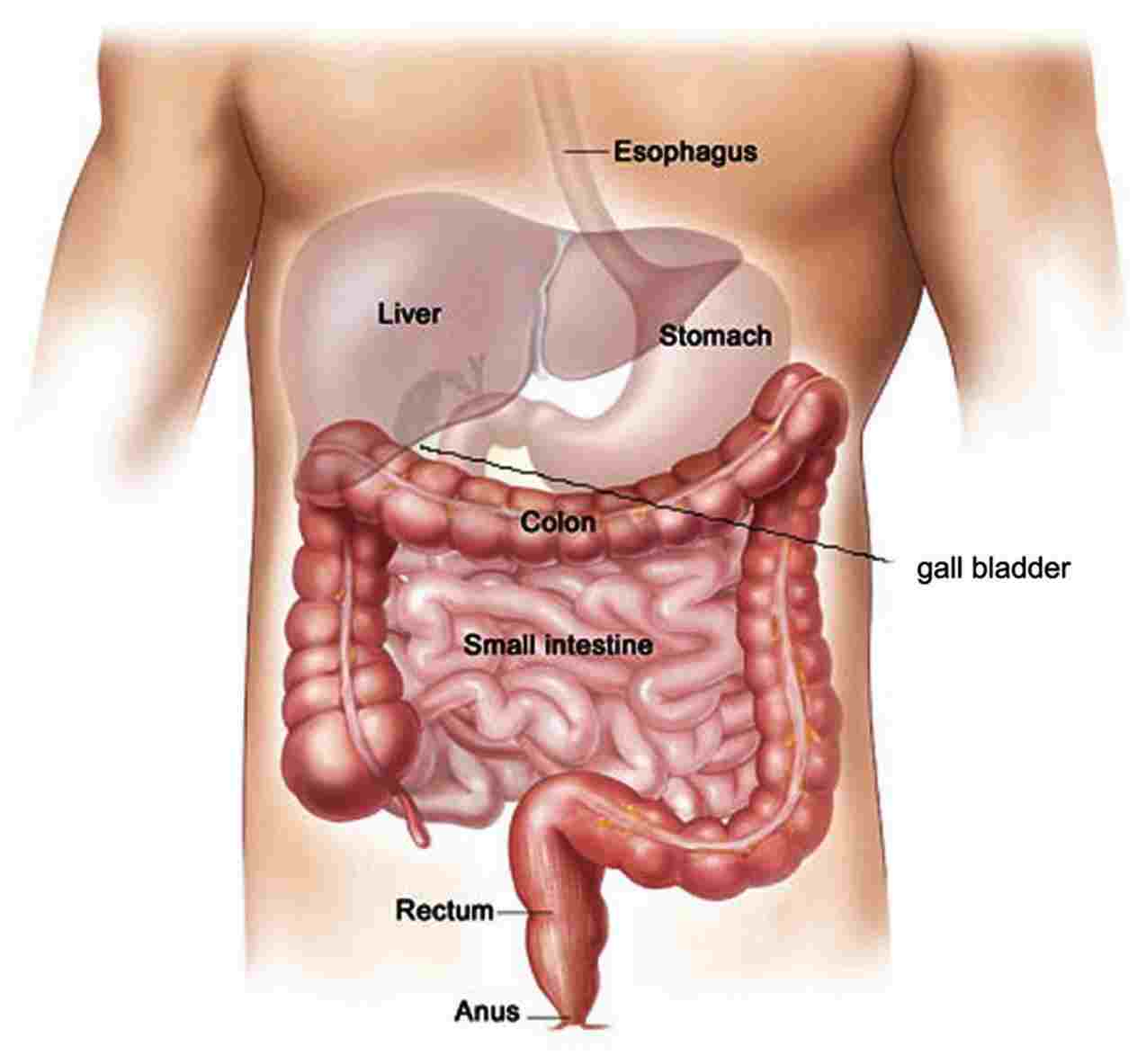 Diagram Of Stomach Woman Abdomen Diagram Diagram Anatomy Body