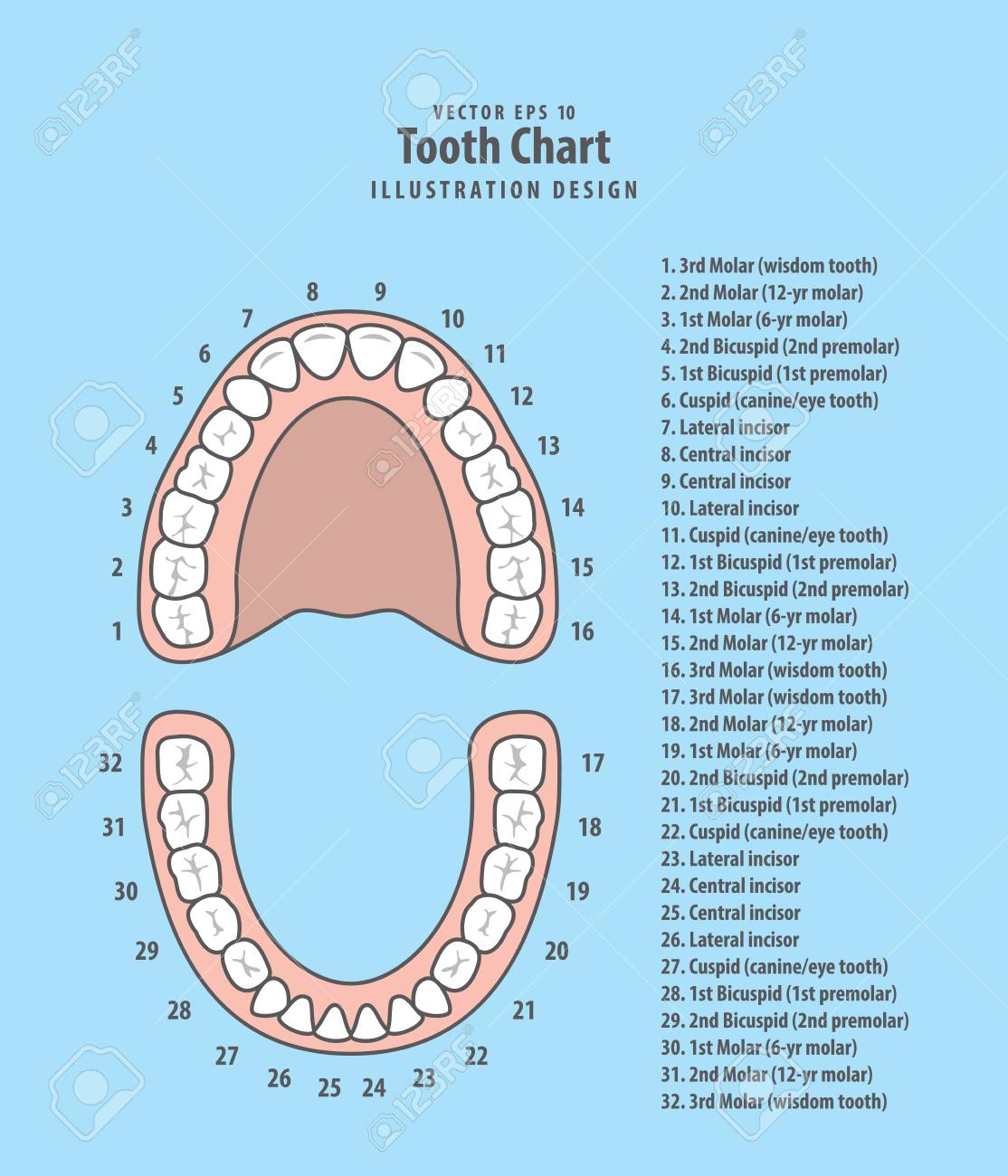 Diagram Of Teeth 68 Explicit Upper Teeth Diagram