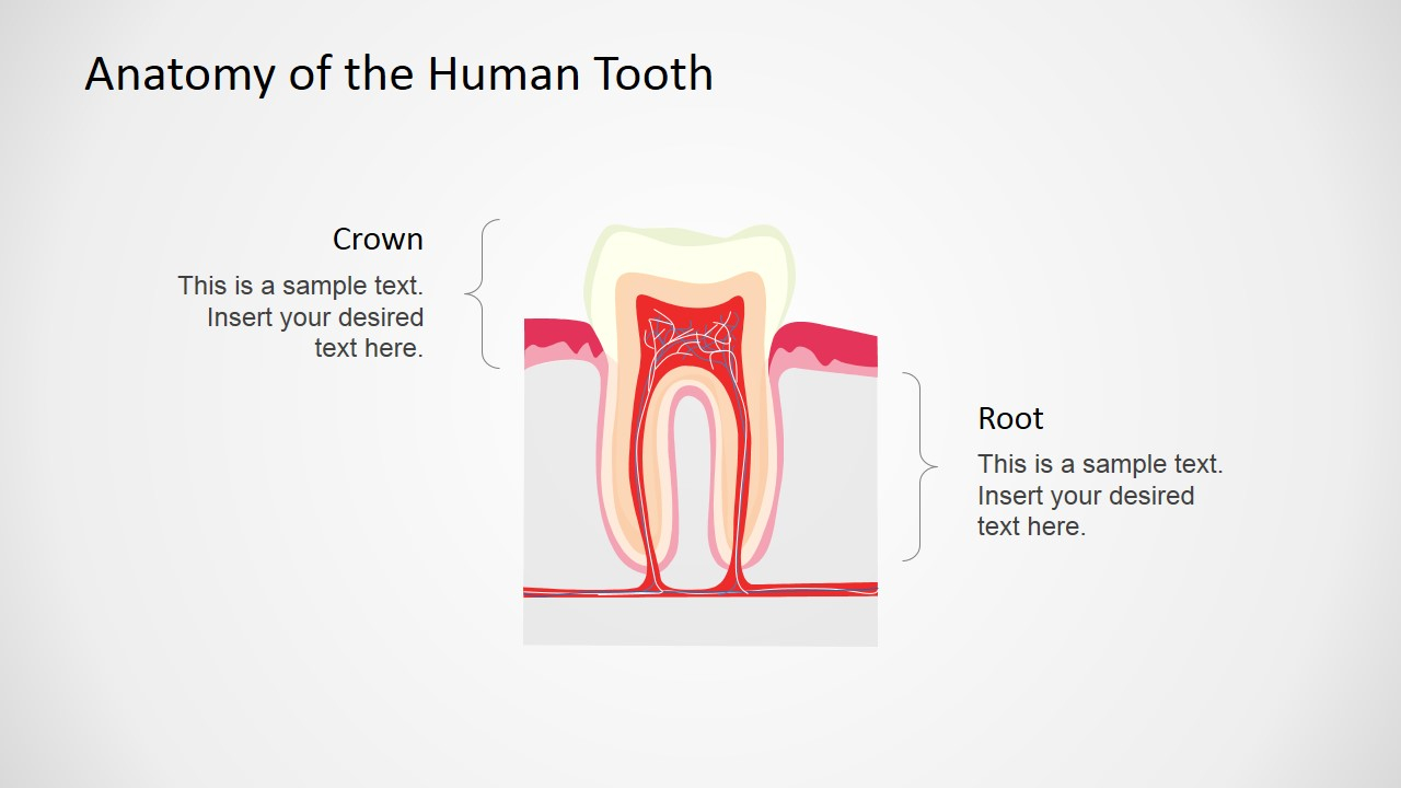 Diagram Of Teeth Anatomy Of The Human Tooth Powerpoint Shapes