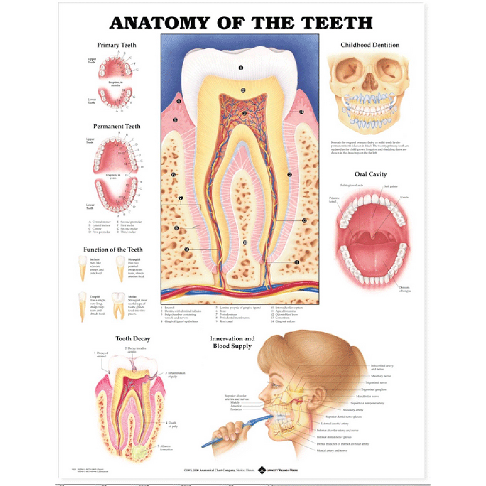 Diagram Of Teeth Anatomy Of The Teeth Chart Poster Paper