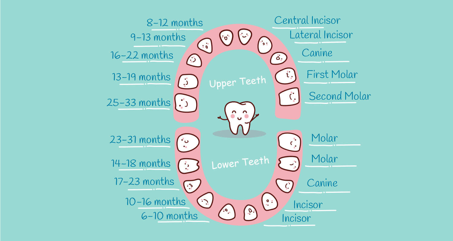 Diagram Of Teeth Ba Teething Chart What Order Do They Come In Mama Natural
