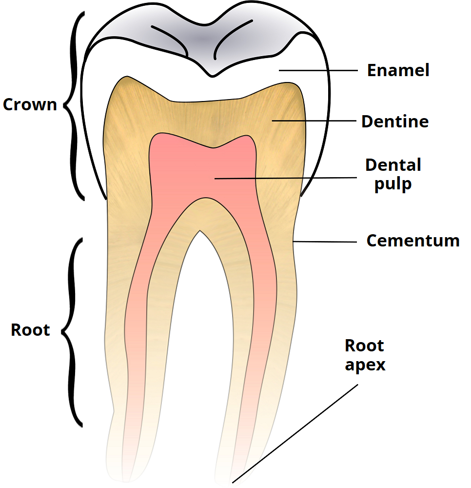 Diagram Of Teeth Child And Adult Dentition Teeth Structure Primary Permanent