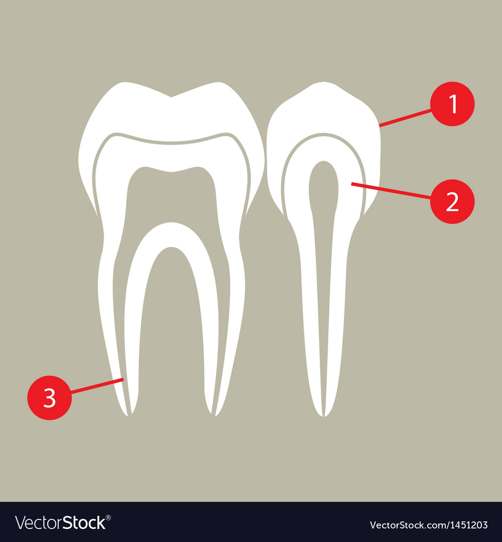 Diagram Of Teeth Diagram Of Teeth