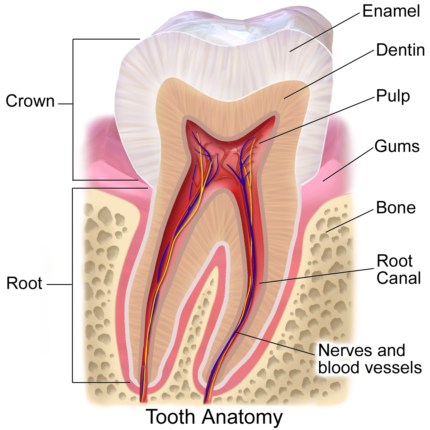 Diagram Of Teeth Gums Wikipedia