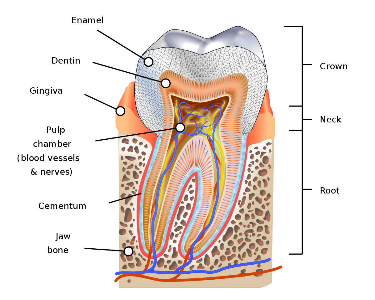Diagram Of Teeth Human Tooth Wikipedia