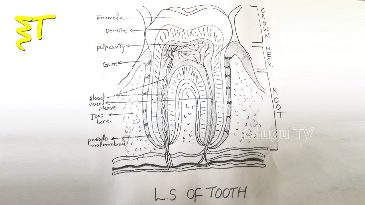 Diagram Of Teeth Important Drawings For Inter Exams Zoology Drawings How To Draw A Ls Of Tooth Diagram