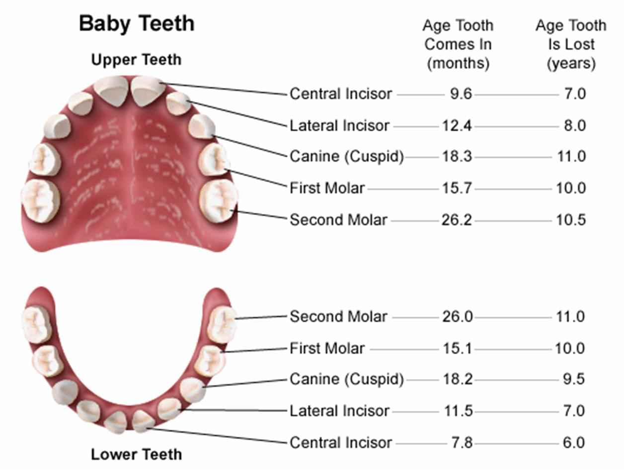 Diagram Of Teeth Mouth Teeth Diagram With Label Health Images Reference