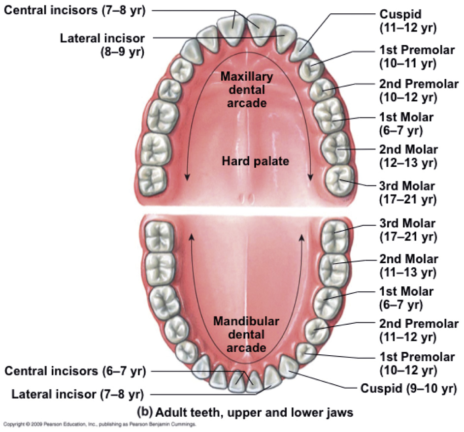 Diagram Of Teeth Pearson Tooth Diagram Simple Wiring Diagram Project