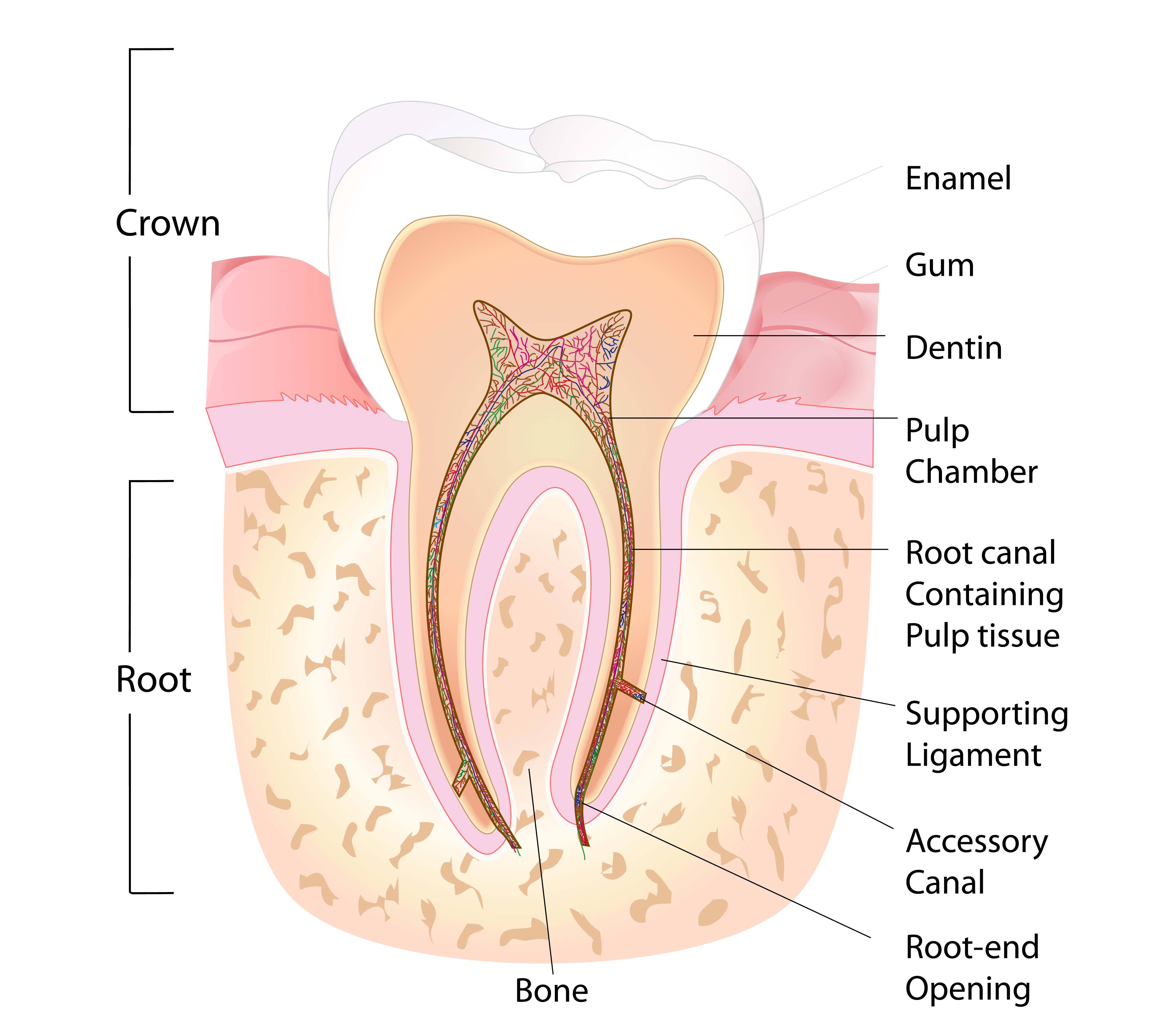 Diagram Of Teeth Root Canal Procedure Vancouver Kitsilano Alma Dental