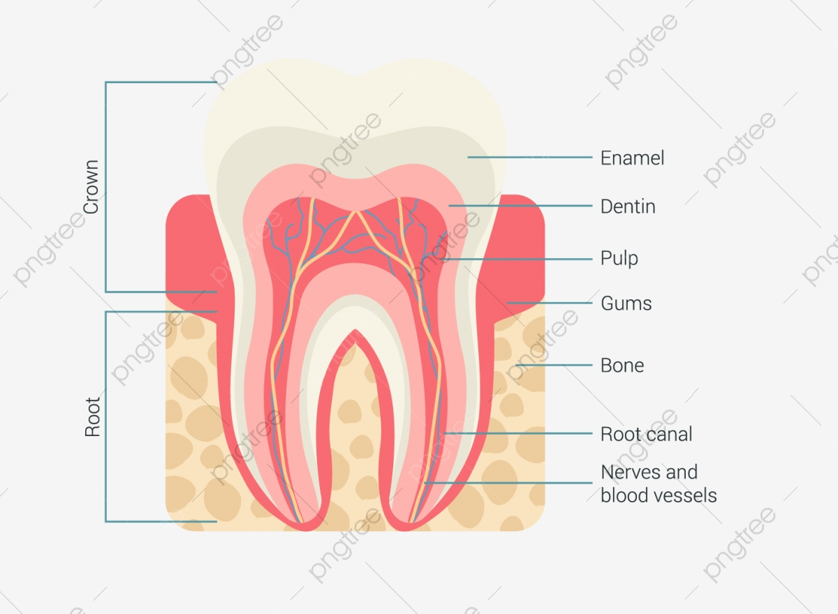 Diagram Of Teeth Sectional Diagram Teeth Tooth Gingival Png Transparent Clipart