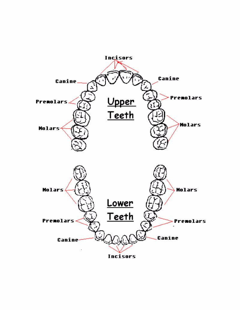 Diagram Of Teeth Teeth Diagram Names Wiring Diagrams Home