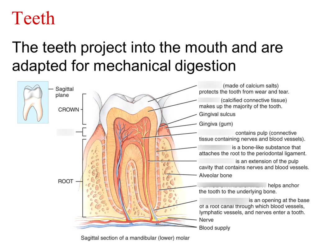 Diagram Of Teeth Teeth Diagram Quizlet
